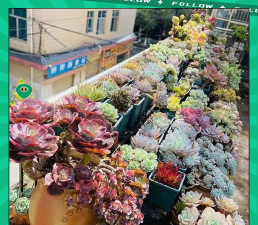 家庭养花用生根粉