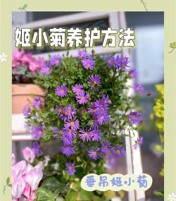 异果菊怎么养殖