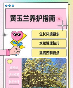 黄玉兰怎么叶养护