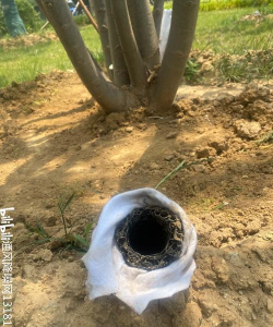 新栽树木如何铺透气管 新栽树木如何铺透气管