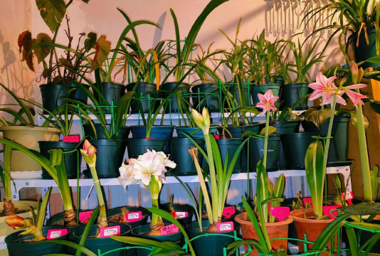 家庭养花用生根粉