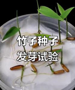 竹生种子怎么种