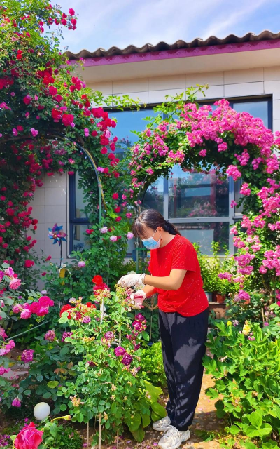 家庭养花用生根粉