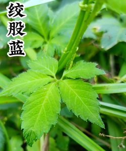 绞股蓝花什么颜色