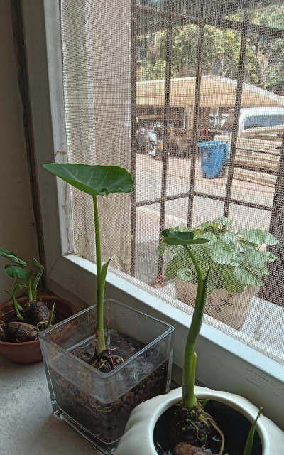 芋头水培盆栽怎么种