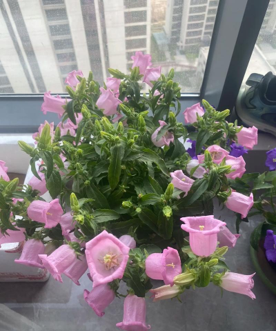 家庭养花用生根粉