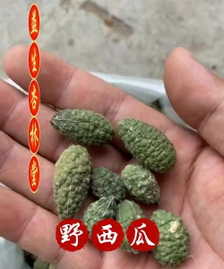 野西瓜叫什么
