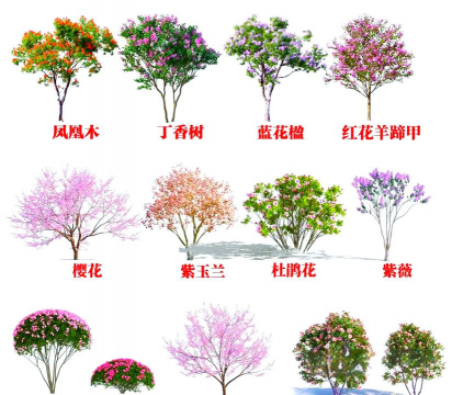 园林绿化中常见的几种速生树种推荐
