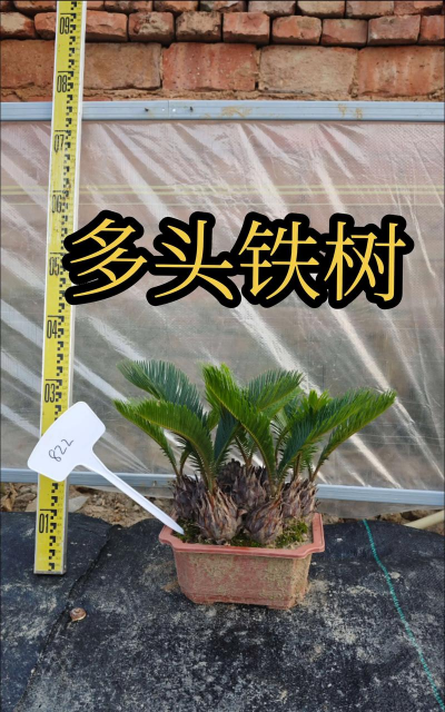 小叶多头铁树 怎么种