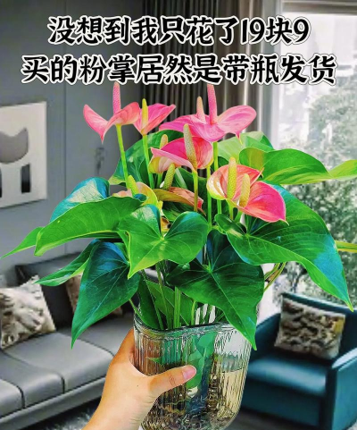 家庭养花用生根粉