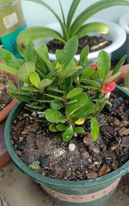 家庭养花用生根粉