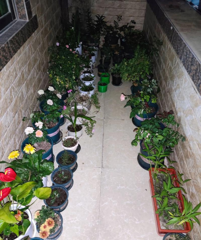 家庭养花用生根粉