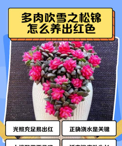 多肉怎么养成红