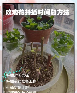 钻石玫瑰怎么扦插繁殖