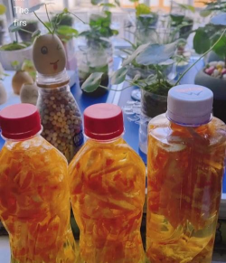 家庭养花用生根粉