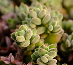 星芒公主怎么养