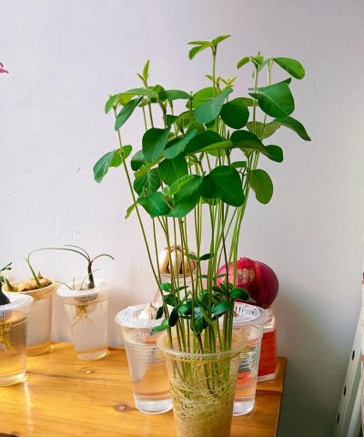 家庭养花用生根粉