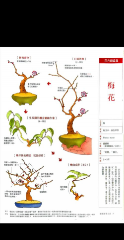 怎么把梅花做成盆景