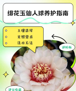 非花玉怎么养