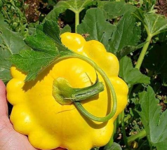 飞碟瓜种子怎么养