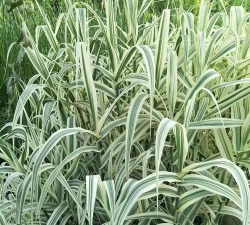 花叶芦竹怎么防护越冬