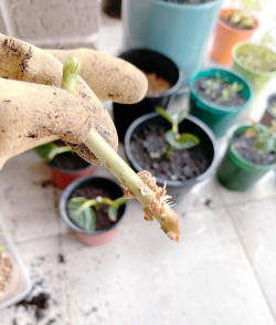 家庭养花用生根粉