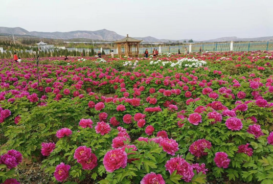 蒲城县养花