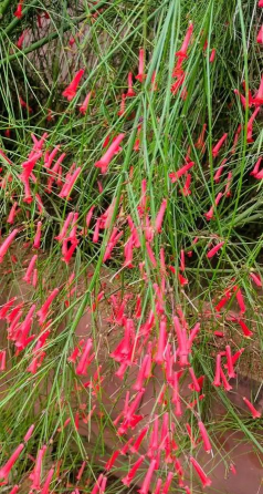 爆仗竹怎么养护