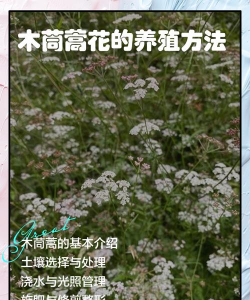 木茼蒿花怎么修剪