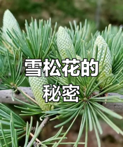 雪松花什么颜色