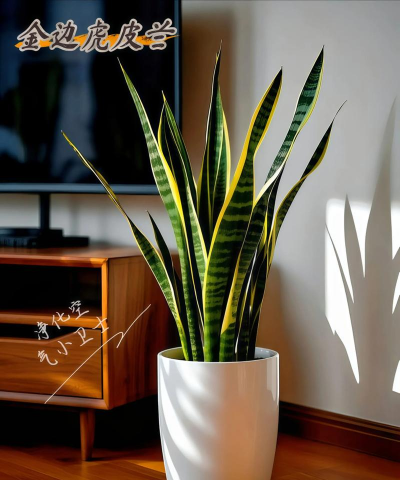 虎皮兰怎么不带金边