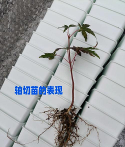 鸡爪槭苗怎么种植