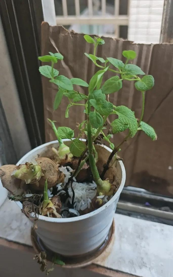 家庭养花用生根粉