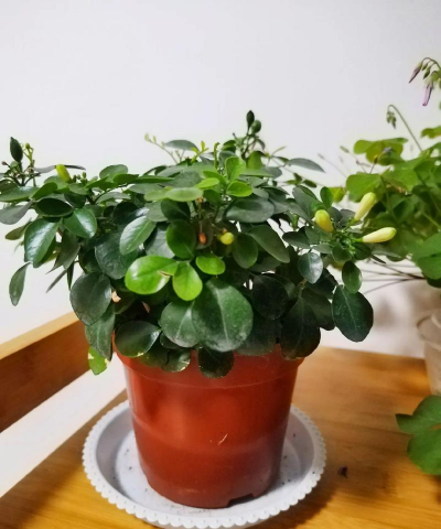 家庭养花用生根粉