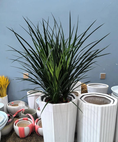 黑珍珠花卉怎么养