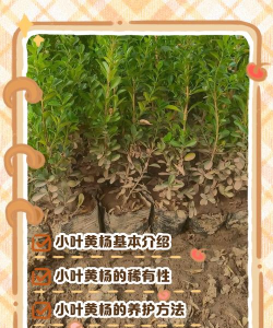 杨树叶可以养花吗