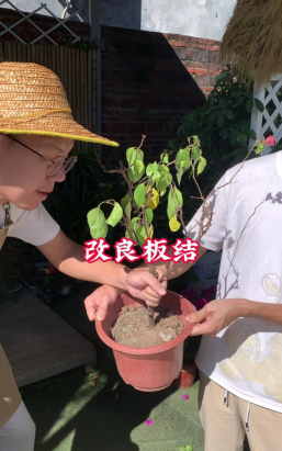 家庭养花用生根粉