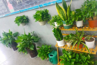 家庭养花用生根粉