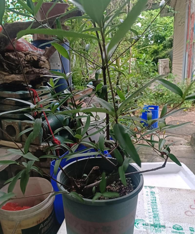 家庭养花用生根粉