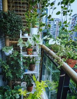 南阳台养花怎么隔热