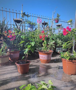 家庭养花用生根粉