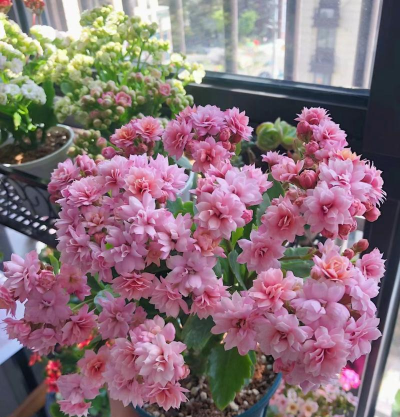 家庭养花用生根粉