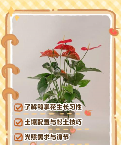 鹅掌怎么能开花