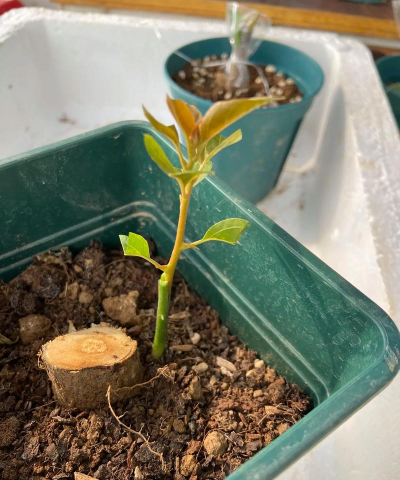 家庭养花用生根粉