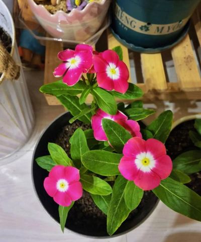 家庭养花用生根粉