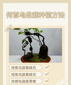 何首乌盆景怎么养殖