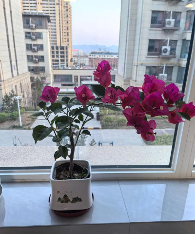 家庭养花用生根粉