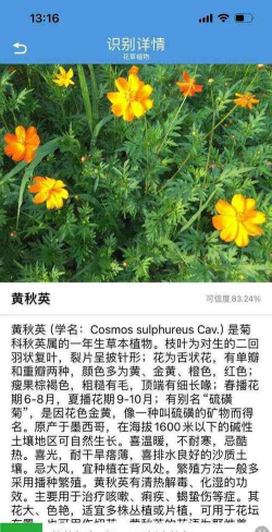 黄秋英怎么繁殖