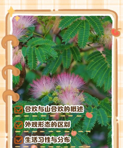 合欢的品种怎么区别