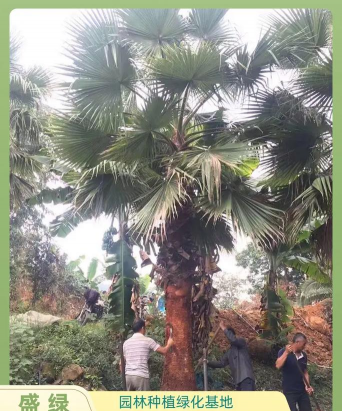 老人葵怎么长得快